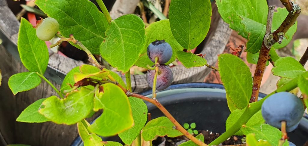 Es fehlt eine Heidelbeere