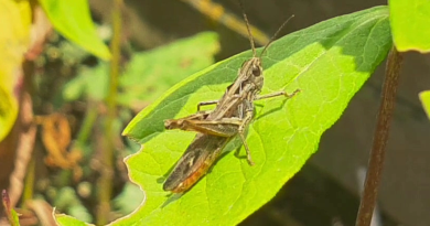Heute mal kein Froschkonzert