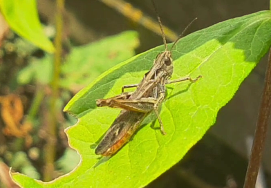Heute mal kein Froschkonzert