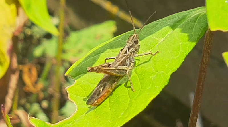 Heute mal kein Froschkonzert